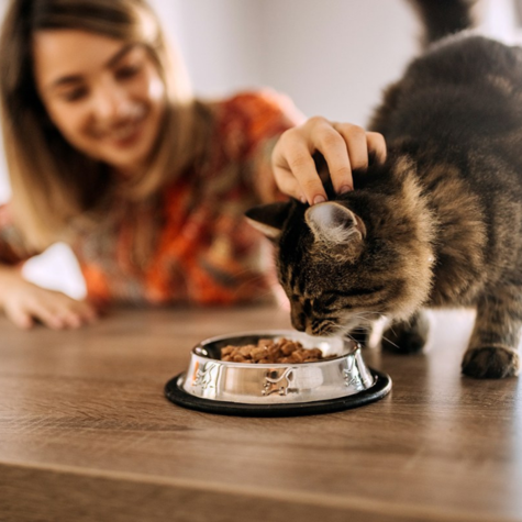 Ταΐζοντας τη γάτα σας